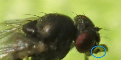 Drosophila sp.